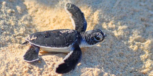 Baby turtle hatchling in the sand at Selingan Turtle Island in the Sulu Sea of Borneo. Photo by Beachmeter.com.
